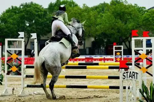 Horse Show Jumps Equestrian Hurdle Equestrian Competition Obstacles Horse Jumping Obstacle